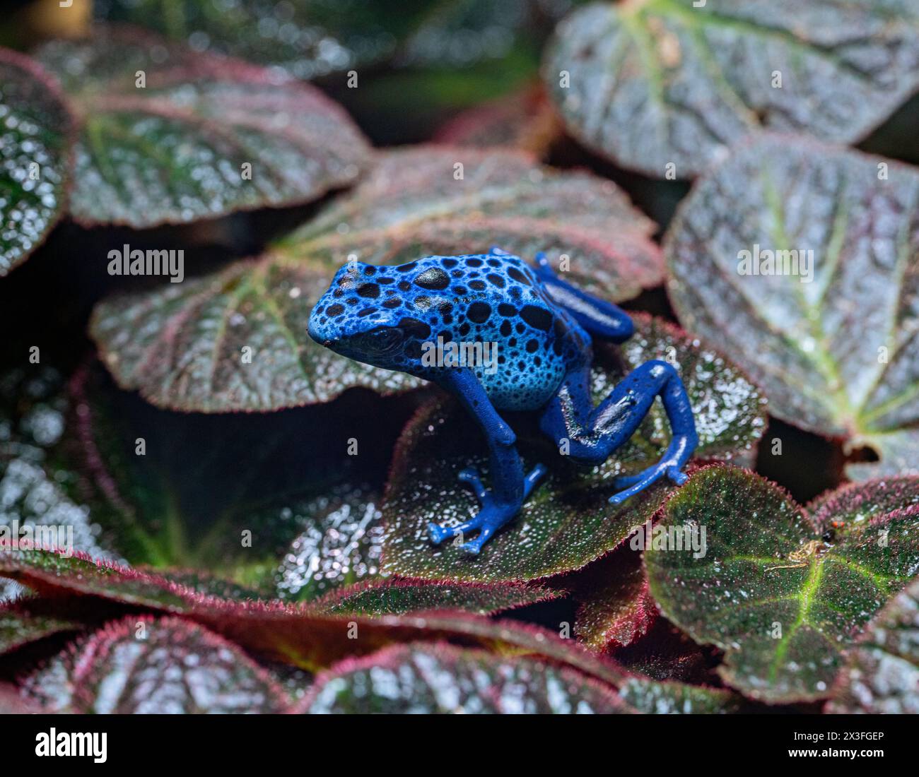 Blue-Poison-Dart-Frog (Dendrobates-azureus) risiede nel nord-est-sud-America Foto Stock