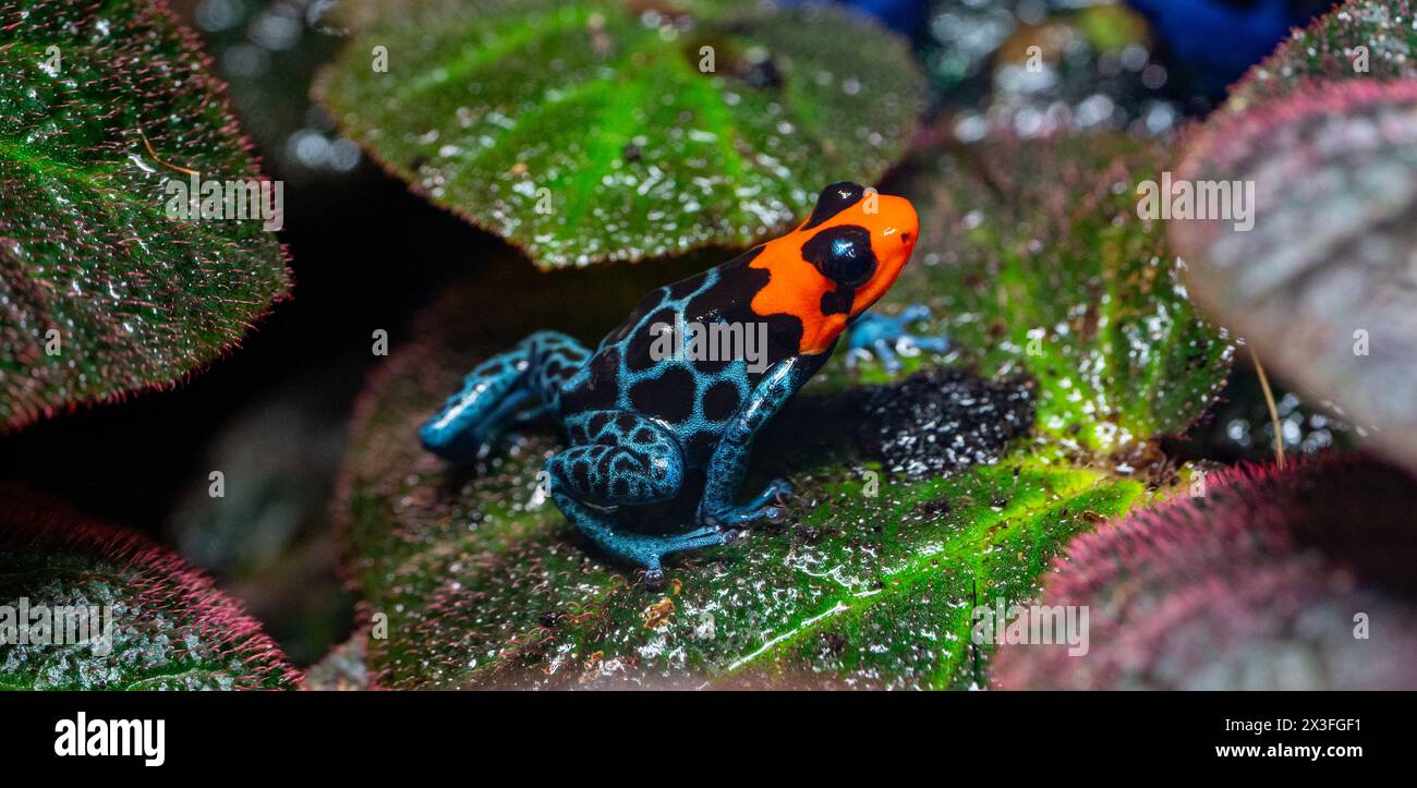Rana velenosa (Ranitomeya benedicta) - esemplare in cattività. La rana velenosa è una specie vulnerabile che si trova nelle Pampas del Sacramento Foto Stock