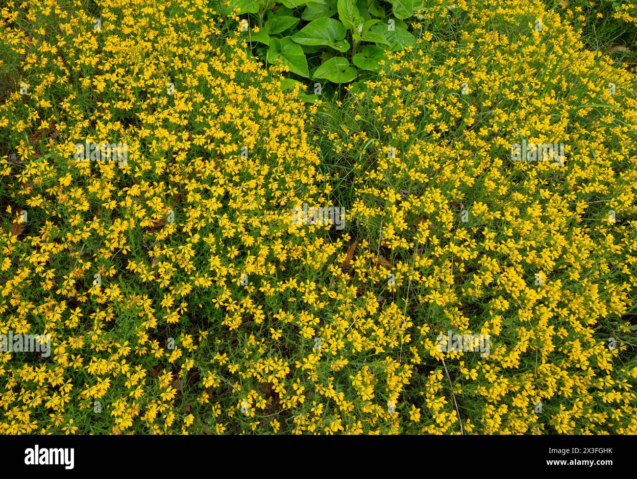 Scopa comune (Cytisus scoparius, Genista scoparia) Foto Stock