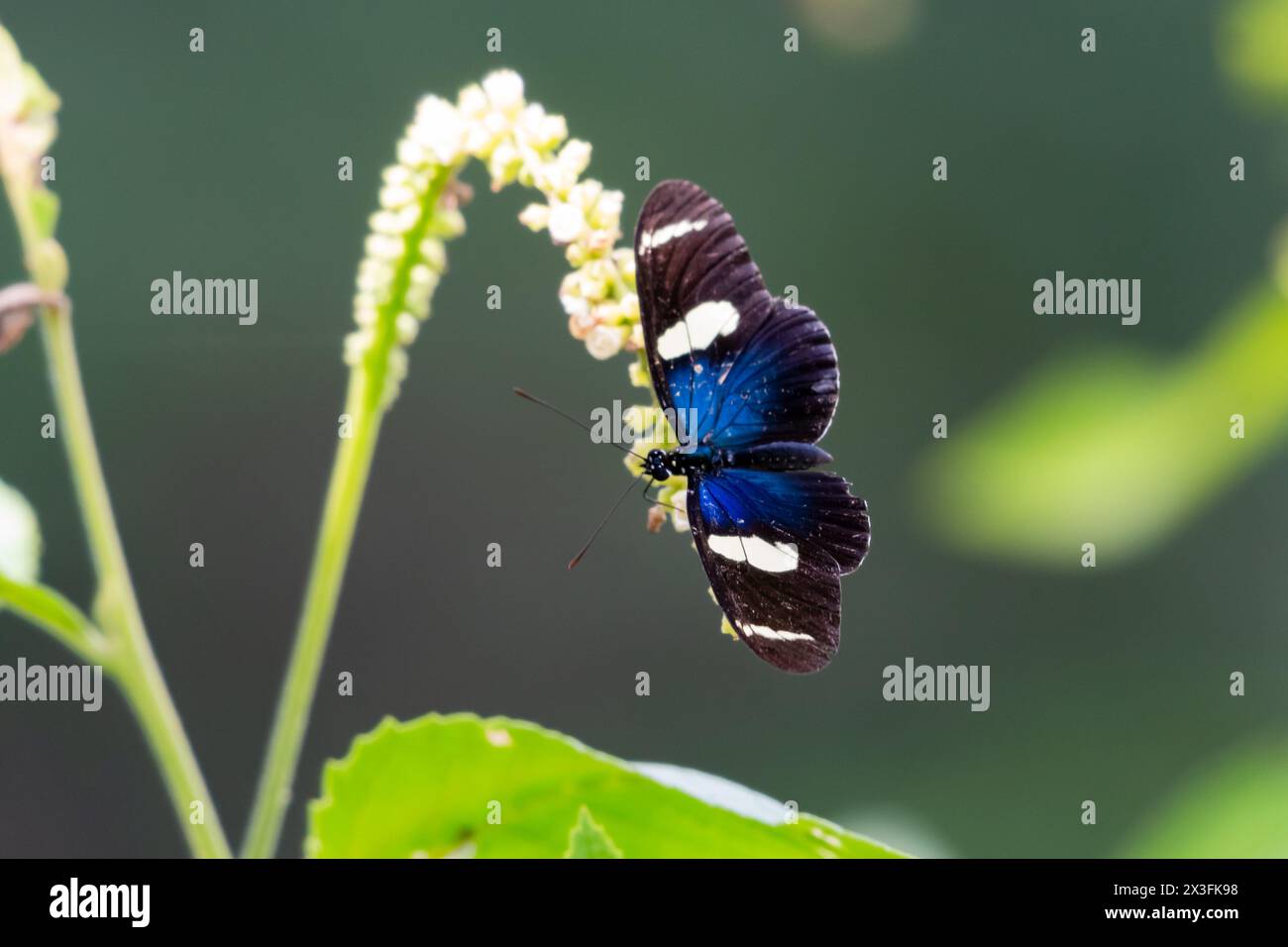 Farfalla blu tropicale e nera su fiori bianchi selvatici nella foresta pluviale dei Caraibi Foto Stock