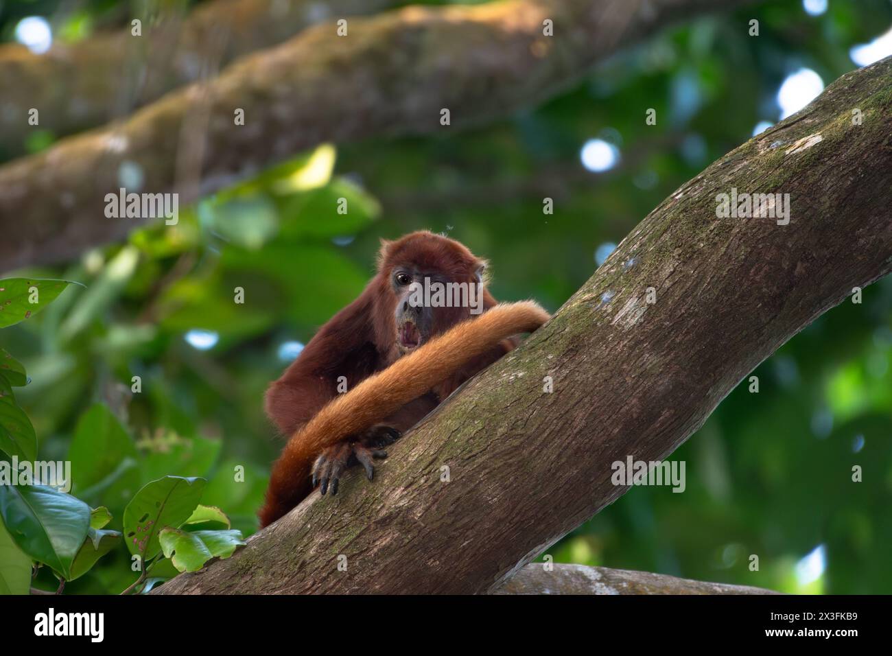 Una scimmia Red Howler con la bocca aperta in un'espressione a sorpresa in un albero nella giungla. Foto Stock