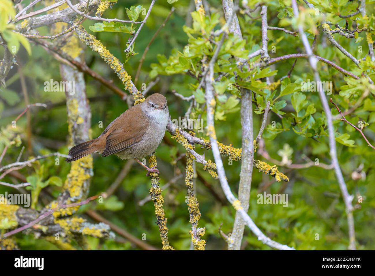 La parula di Cetti, Cettia cetti, arroccata su un banch Foto Stock