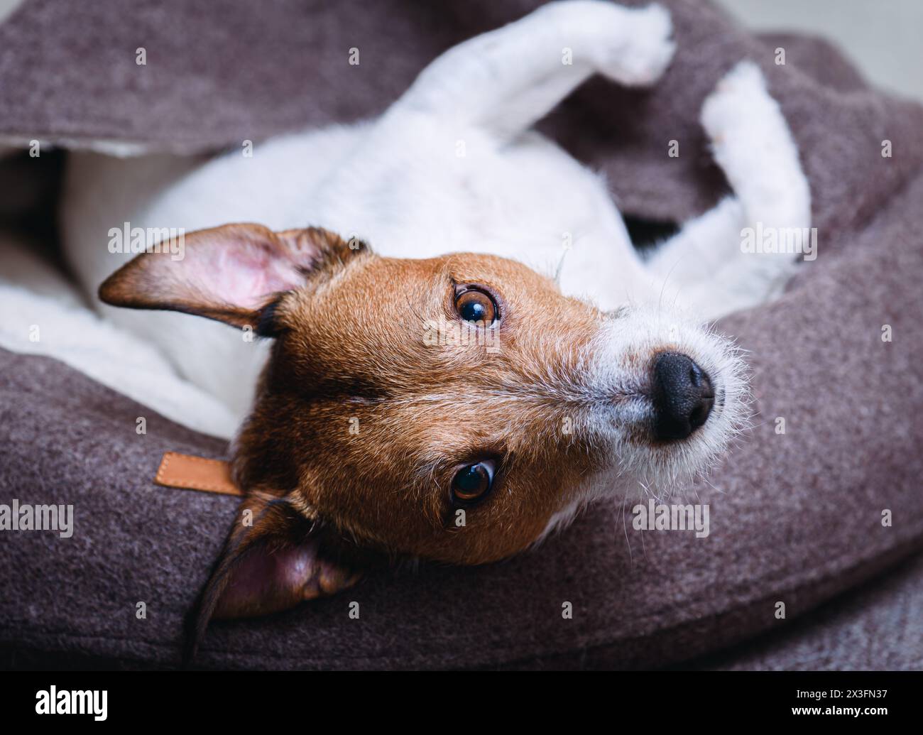 Cane disteso sulla schiena e riposato nel letto del cane guardando la telecamera Foto Stock