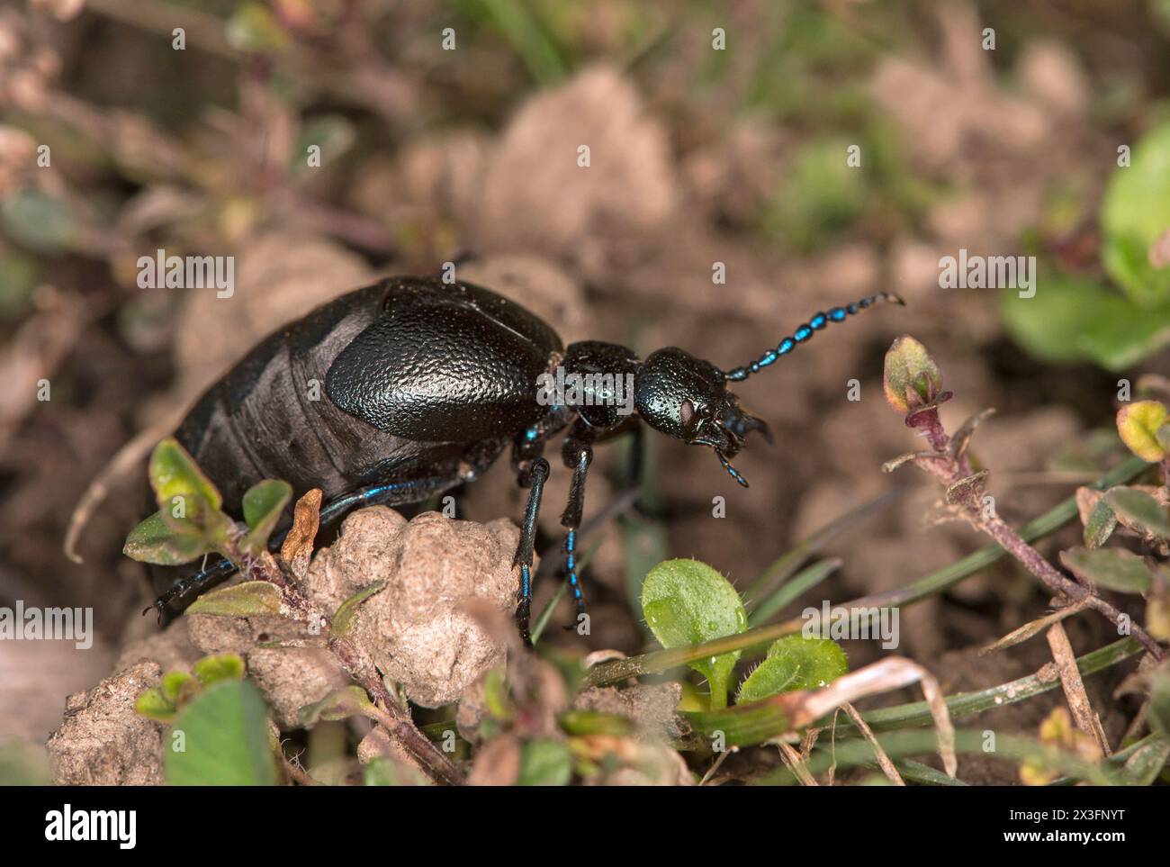 Scarabeo da olio femminile (Meloe proscarabaeus), Vallese, Svizzera Foto Stock