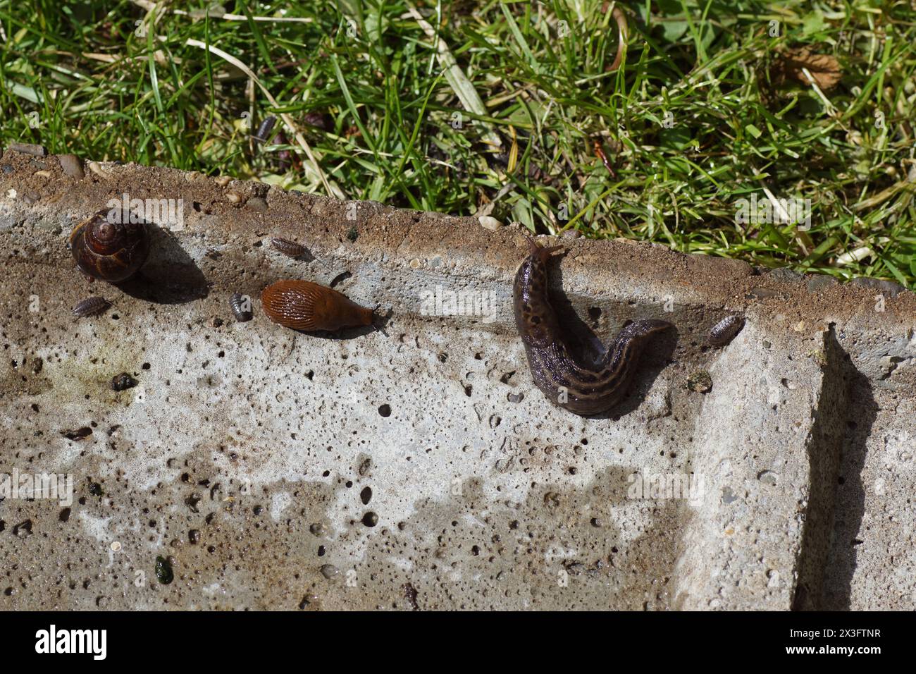 Lumaca grigia, lumaca leopardata (Limax maximus), lumaca rossa grande, arion al cioccolato (Arion rufus) o lumaca spagnola (Arion vulgaris) e lumaca da giardino Foto Stock