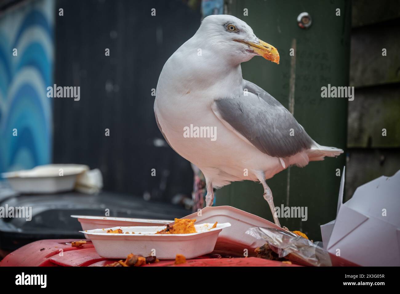 Gabbiano che mangia cibo da asporto abbandonato, Mazey Day, Penzance, Cornovaglia Foto Stock