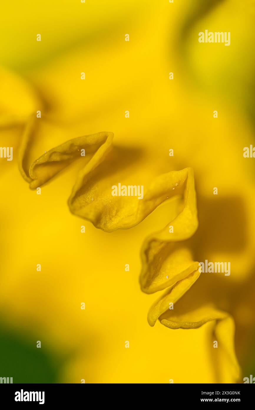 Parte di un fiore narciso da vicino Foto Stock