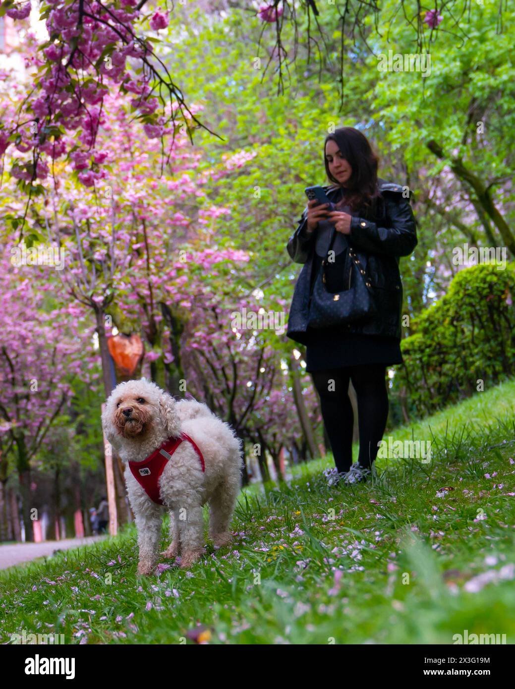 Cankaya, Ankara, Turchia - 20 aprile 2024: Persone che si godono gli alberi di Sakura nella valle di Dikmen in primavera. Foto Stock