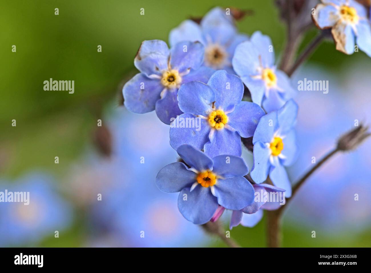 Frühjahrsblüher in der Landschaft Wald-Vergissmeinnicht zur Blütezeit im Frühling **** Primavera fiorente nel paesaggio Foresta Forget-me-nots in fiore in primavera Foto Stock