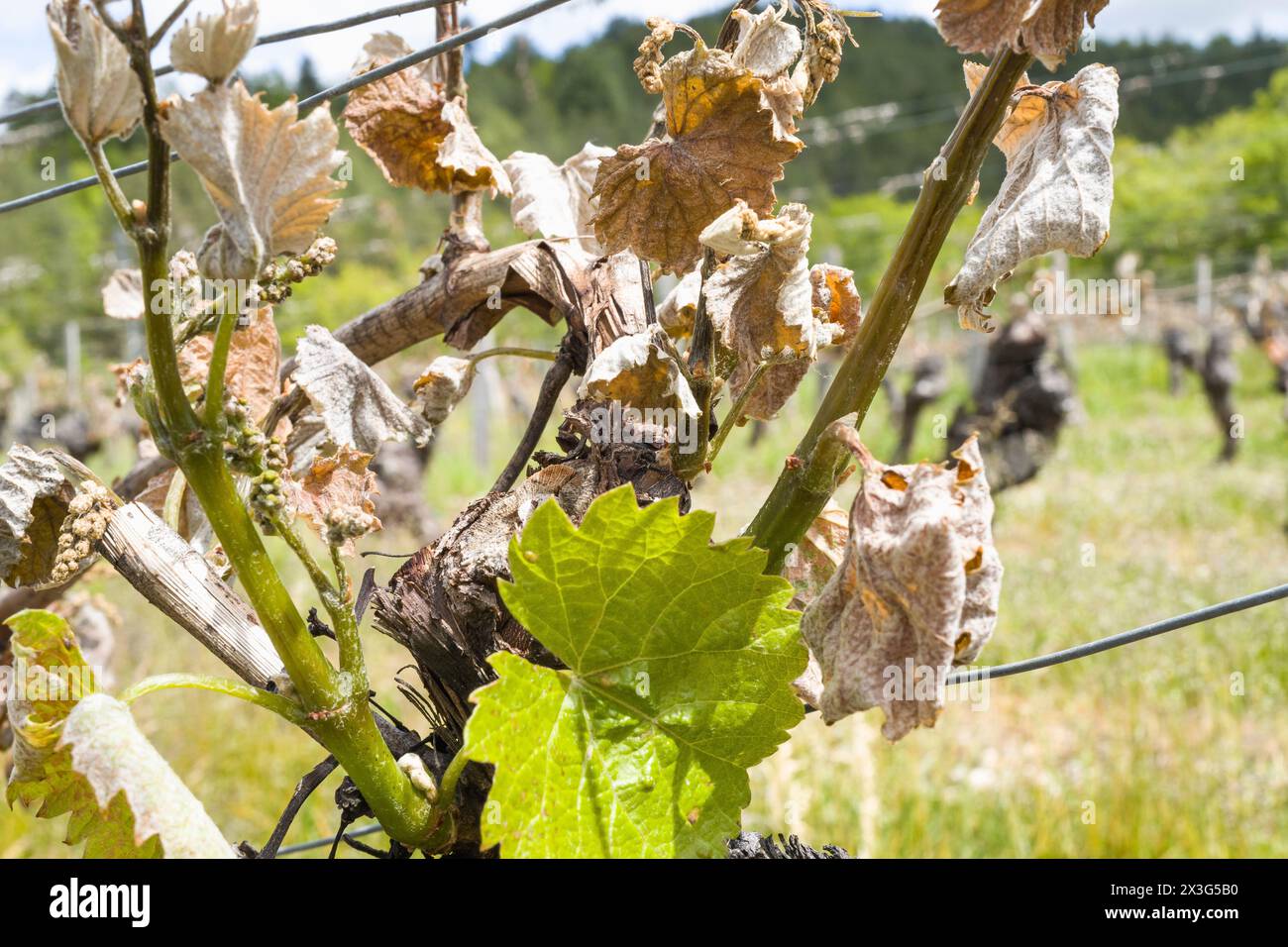 Vite congelata. Elezioni europee. Francesco Xavier Bellamy, capo della lista LR per le elezioni europee del 2024, visita la regione di Lot. Visita sul campo per incontrare gli elettori, presso la cantina le Bout du Lieu, e scambiare con i rappresentanti dell'industria vinicola di Cahors, dopo gli episodi di gelo, con Aurelien Pradie, vice LR, e in alta Garonna con Celine Imart e Christophe Gomart. Francia, Saint-Vincent-Rive-d Olt 24 aprile 2024. Fotografia di Patricia Huchot-Boissier / Collectif DyF. Foto Stock