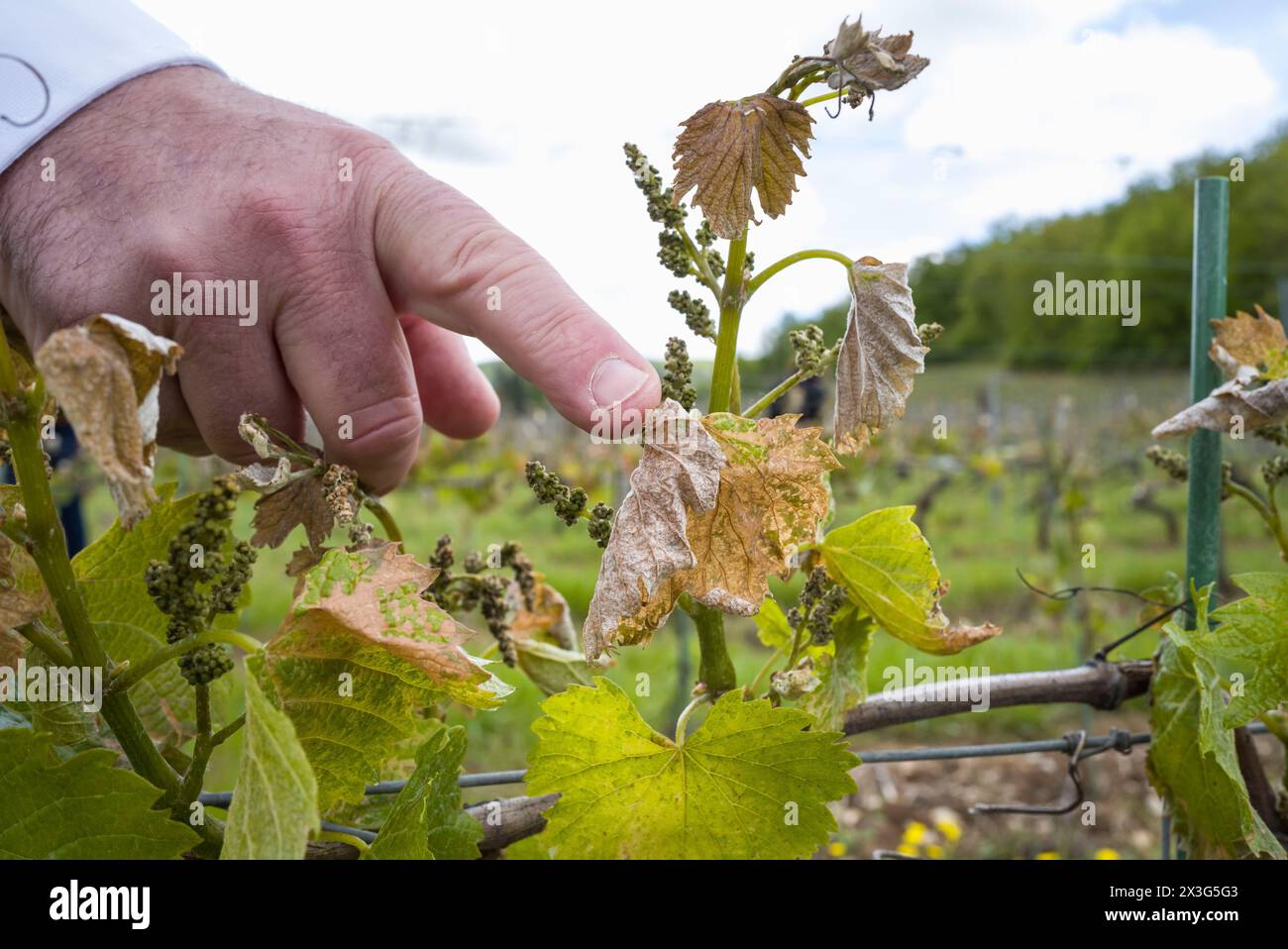 Vite congelata. Elezioni europee. Francesco Xavier Bellamy, capo della lista LR per le elezioni europee del 2024, visita la regione di Lot. Visita sul campo per incontrare gli elettori, presso la cantina le Bout du Lieu, e scambiare con i rappresentanti dell'industria vinicola di Cahors, dopo gli episodi di gelo, con Aurelien Pradie, vice LR, e in alta Garonna con Celine Imart e Christophe Gomart. Francia, Saint-Vincent-Rive-d Olt 24 aprile 2024. Fotografia di Patricia Huchot-Boissier / Collectif DyF. Foto Stock