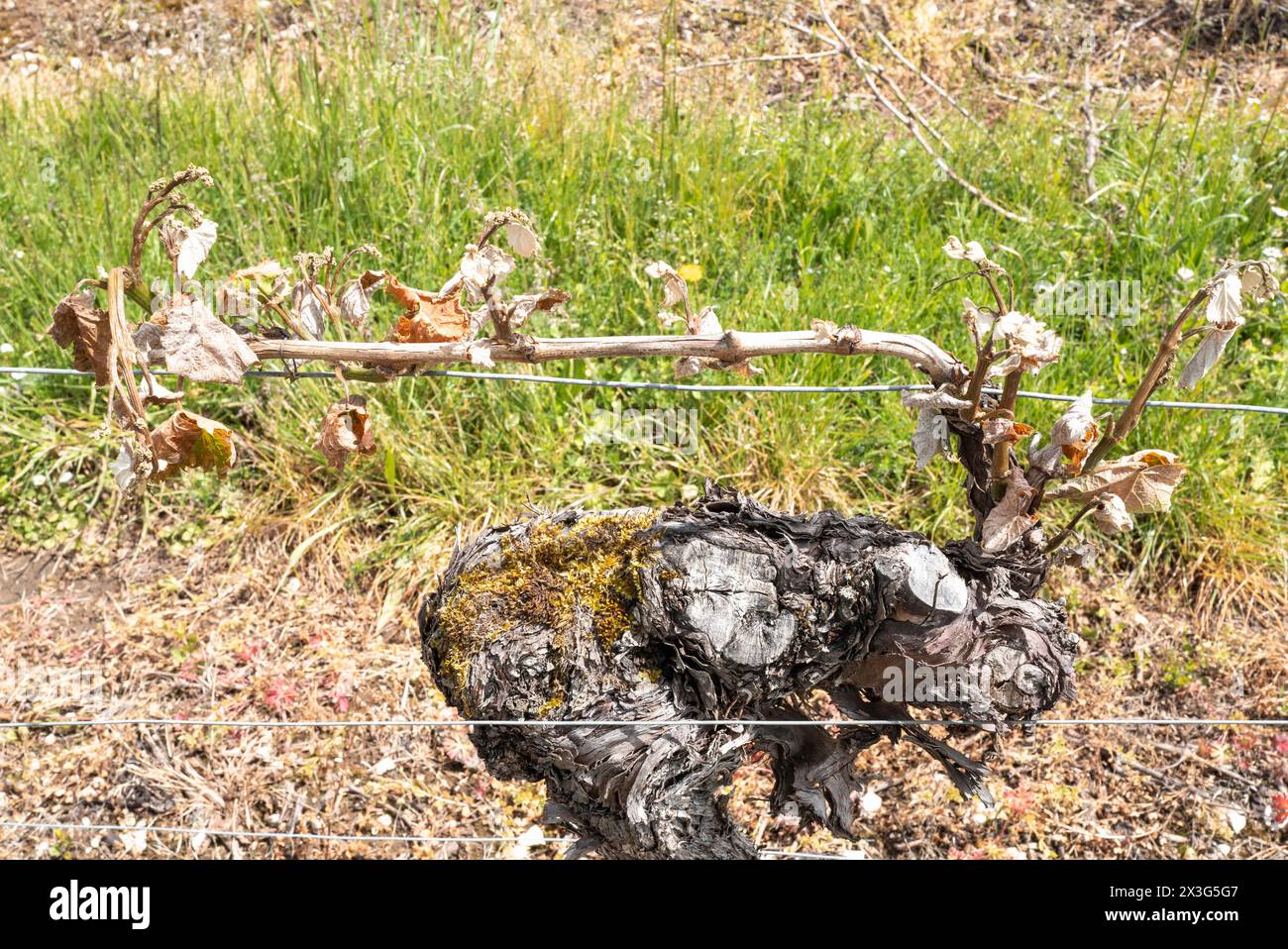 Vite congelata. Elezioni europee. Francesco Xavier Bellamy, capo della lista LR per le elezioni europee del 2024, visita la regione di Lot. Visita sul campo per incontrare gli elettori, presso la cantina le Bout du Lieu, e scambiare con i rappresentanti dell'industria vinicola di Cahors, dopo gli episodi di gelo, con Aurelien Pradie, vice LR, e in alta Garonna con Celine Imart e Christophe Gomart. Francia, Saint-Vincent-Rive-d Olt 24 aprile 2024. Fotografia di Patricia Huchot-Boissier / Collectif DyF. Foto Stock