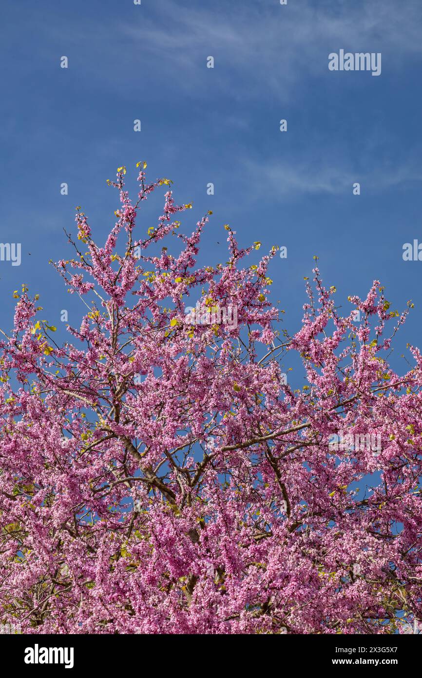 Albero di Giuda con fiori viola, antica Olimpia, Olimpia, Grecia. Foto Stock