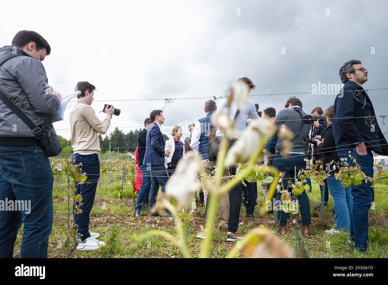 Elezioni europee. Francesco Xavier Bellamy, capo della lista LR per le elezioni europee del 2024, visita la regione di Lot. Visita sul campo per incontrare gli elettori, presso la cantina le Bout du Lieu, e scambiare con i rappresentanti dell'industria vinicola di Cahors, dopo gli episodi di gelo, con Aurelien Pradie, vice LR, e in alta Garonna con Celine Imart e Christophe Gomart. Francia, Saint-Vincent-Rive-d Olt 24 aprile 2024. Fotografia di Patricia Huchot-Boissier / Collectif DyF. Crediti: Patricia Huchot-Boissier / Collectif DyF / Alamy Live News Foto Stock