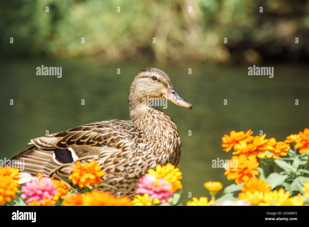 American Black Duck Mallard dal Pacifico nordoccidentale, noto anche come pullulans di Anas o Rubripes di Anas sepolti in fiori con uno sfondo bokeh di acqua dello stagno Foto Stock