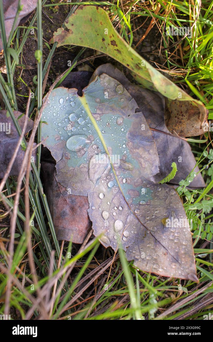 gocce d'acqua sulle foglie di eucalipto la mattina dopo una notte fredda Foto Stock
