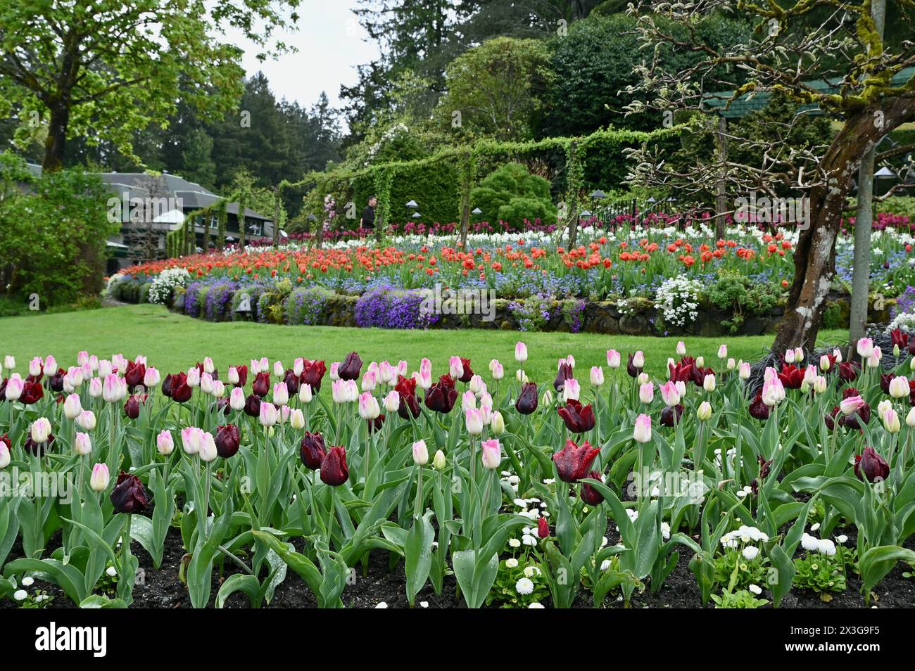 Fiori e bulbi primaverili in piena fioritura colorata presso gli splendidi giardini del parco immobiliare Foto Stock