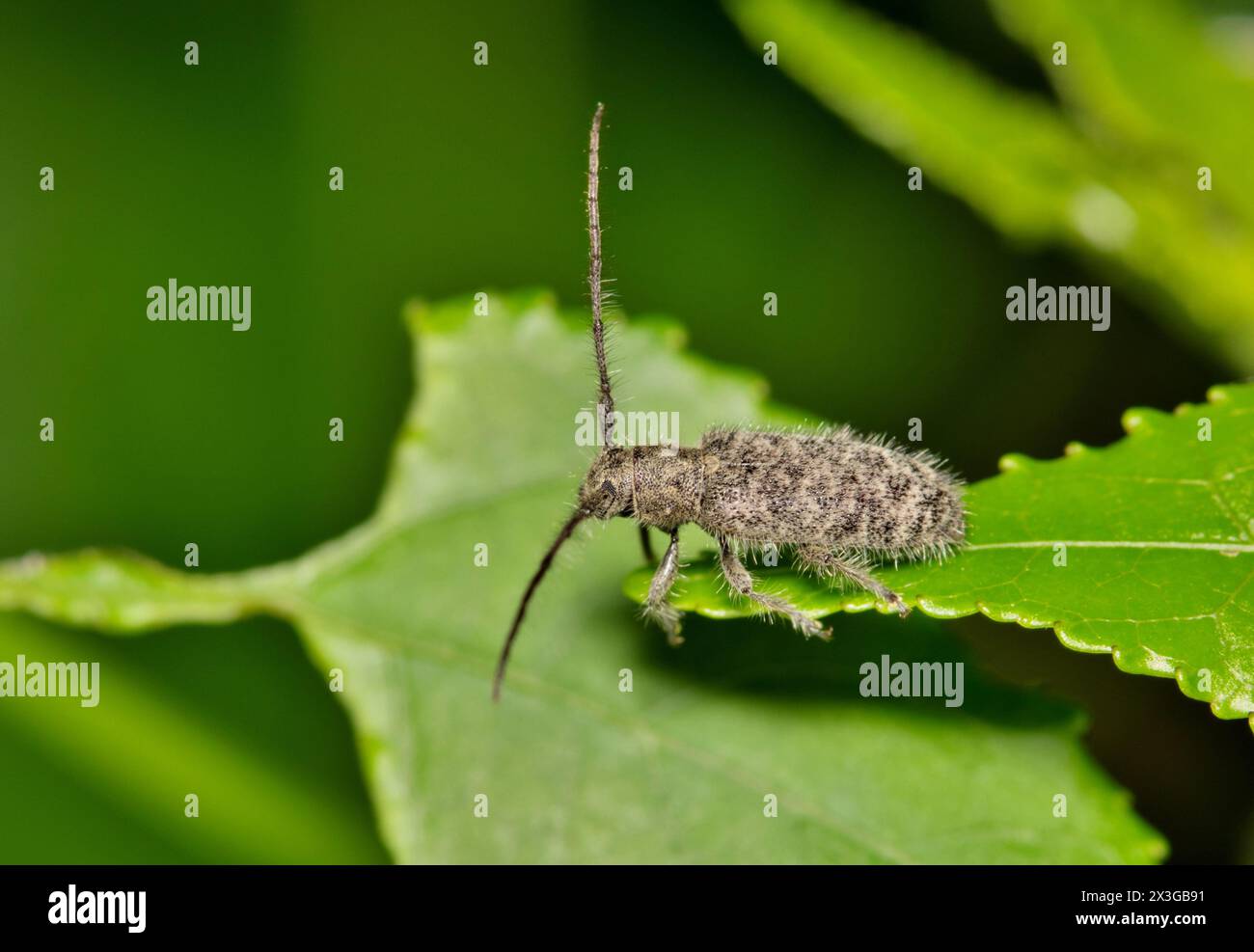 Insetto di scarabeo dalle corna lunghe (Eupogonius pauper) in natura delle foglie, antiparassitario primaverile, controllo dell'agricoltura. Foto Stock