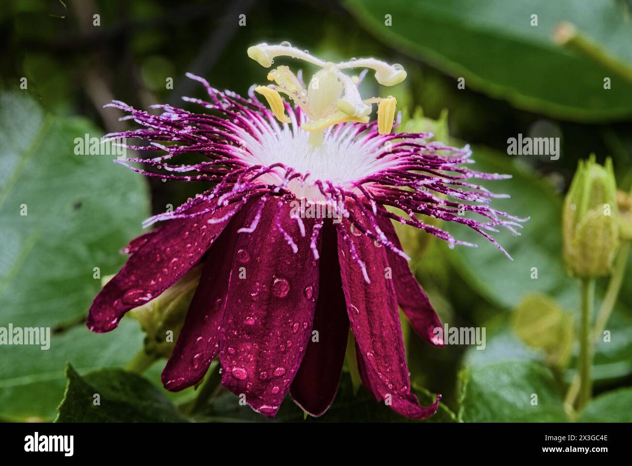 Giardino botanico Hilo a Big Island, Hawaii. Foto Stock