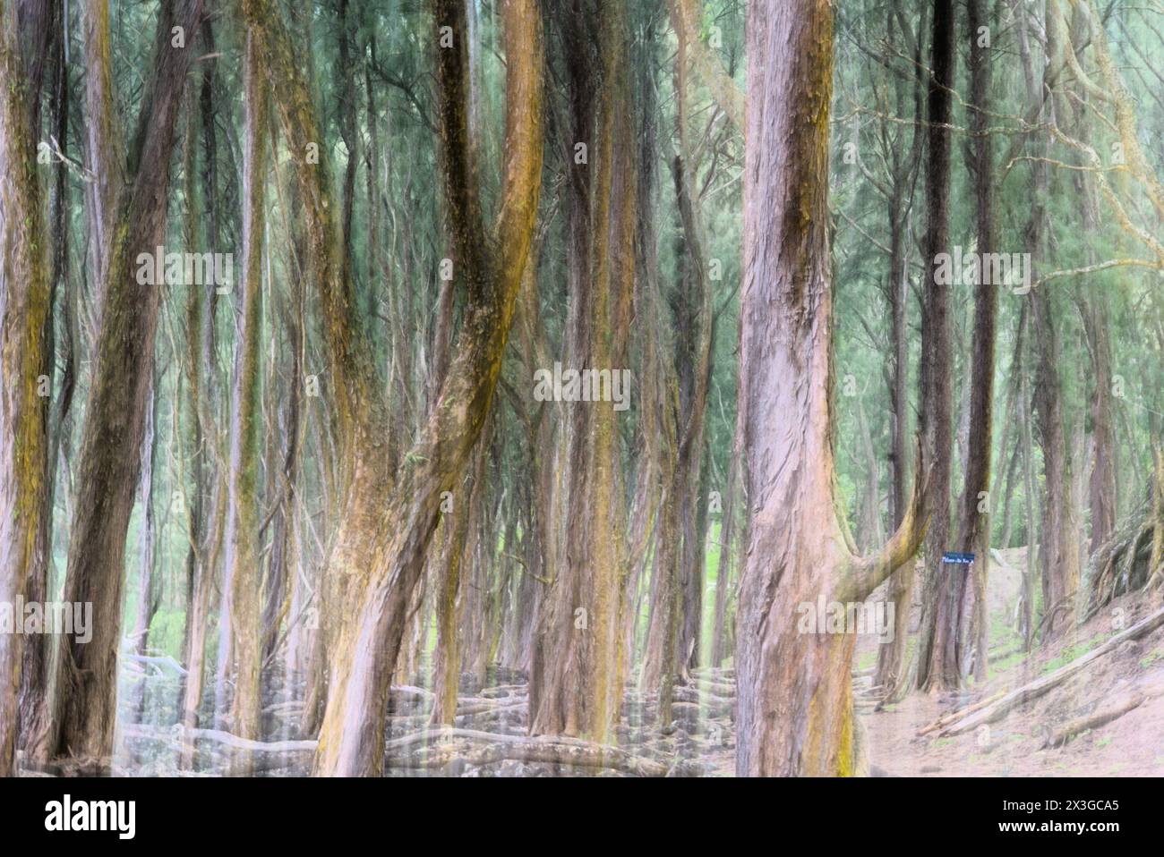 Foresta di pini a Big Island Hawaii. Foto Stock