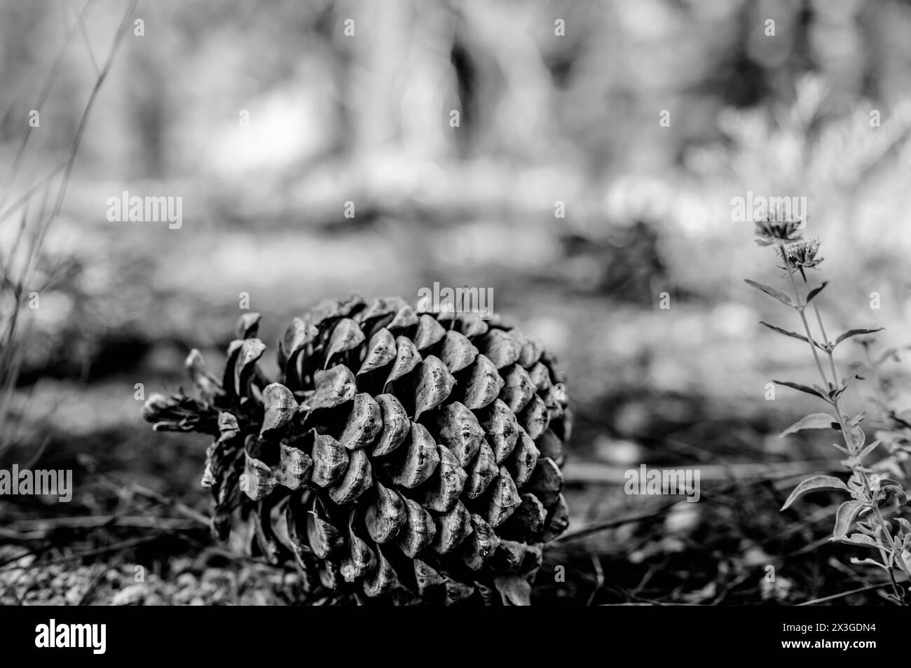 Jeffrey Pinecone giacente sul fondo della foresta con aghi di pino. Foto Stock