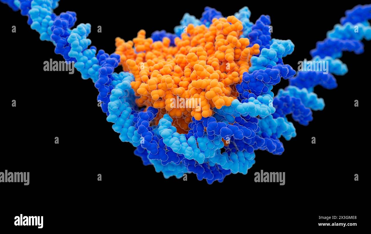 Illustrazione che mostra un nucleosoma costituito da proteine istone (arancione) e DNA (acido desossiribonucleico, blu chiaro e scuro). Foto Stock