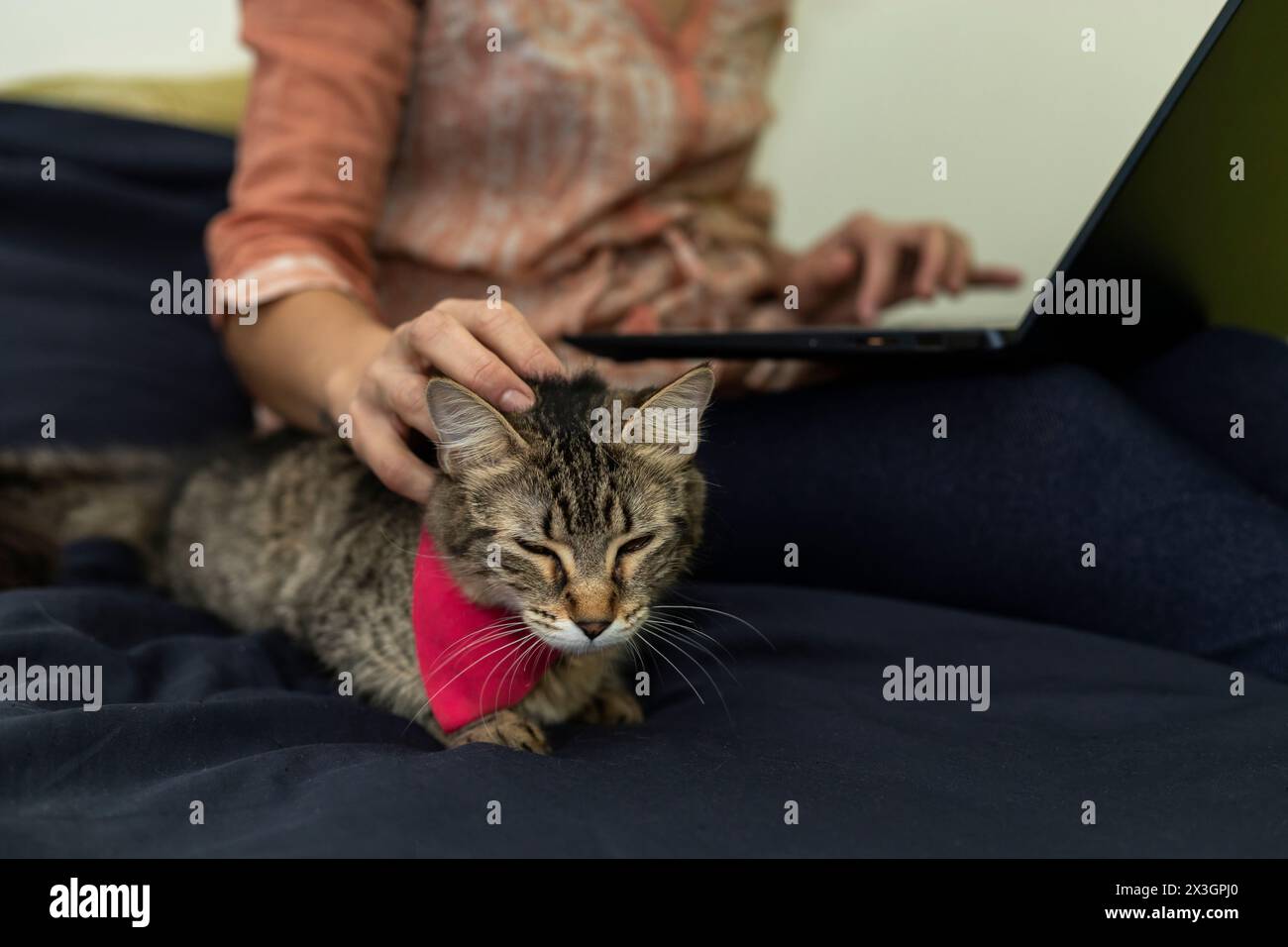 Donna affettuosamente consapevole del suo gatto mentre lavora al suo computer Foto Stock