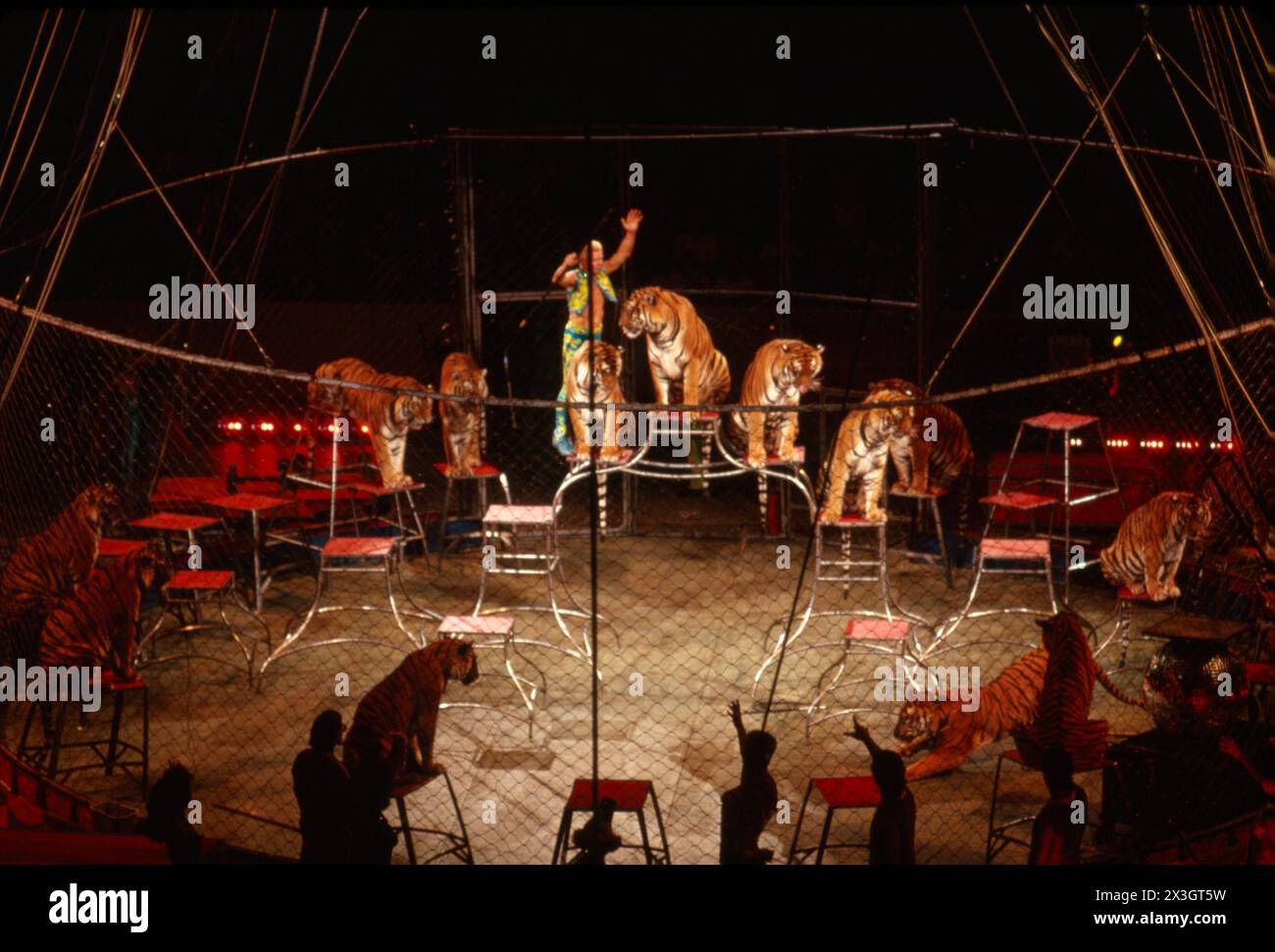 Ringling Bros. E Barnum & Circus Tiger mostrano la metà degli anni '1980 Foto Stock