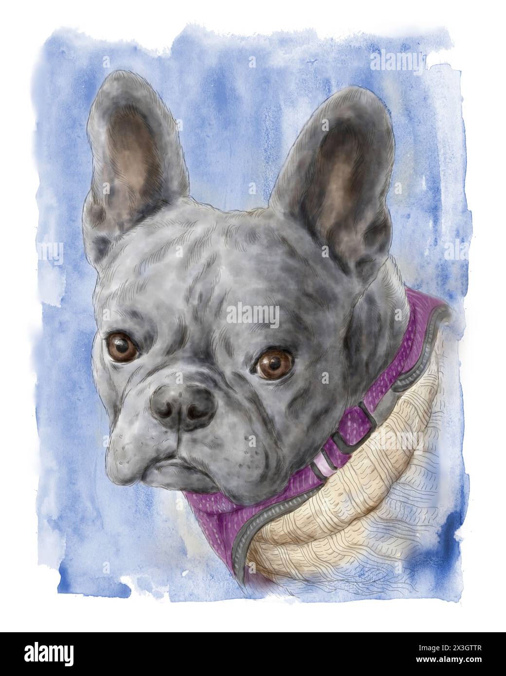 Ritratto di adorabile bulldog francese grigio su sfondo blu. Acquerello dipinto a mano. Animali domestici e animali domestici. Foto Stock