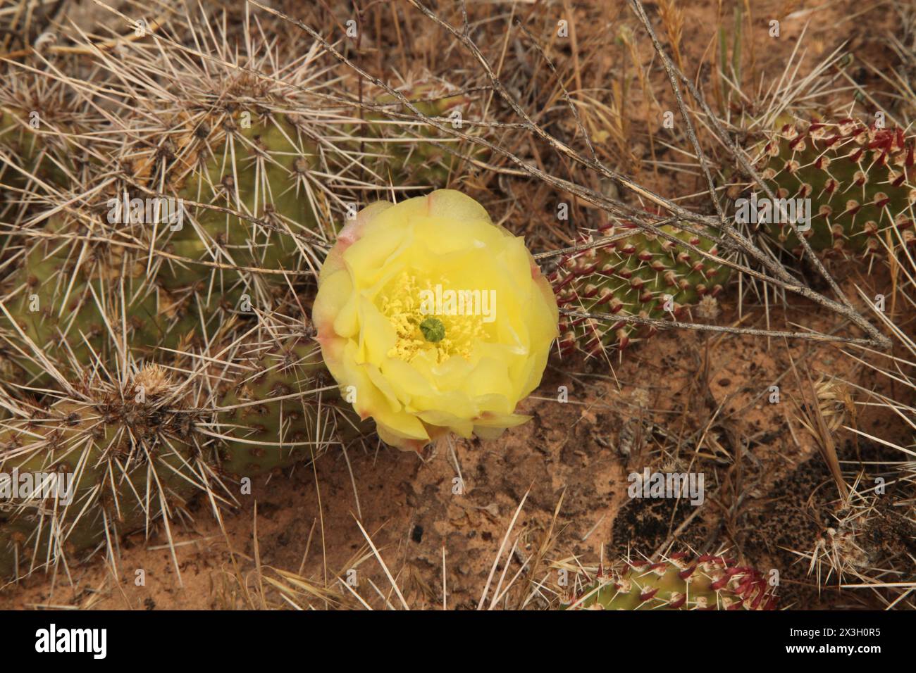 Fioritura gialla del Cactus nello Utah Foto Stock