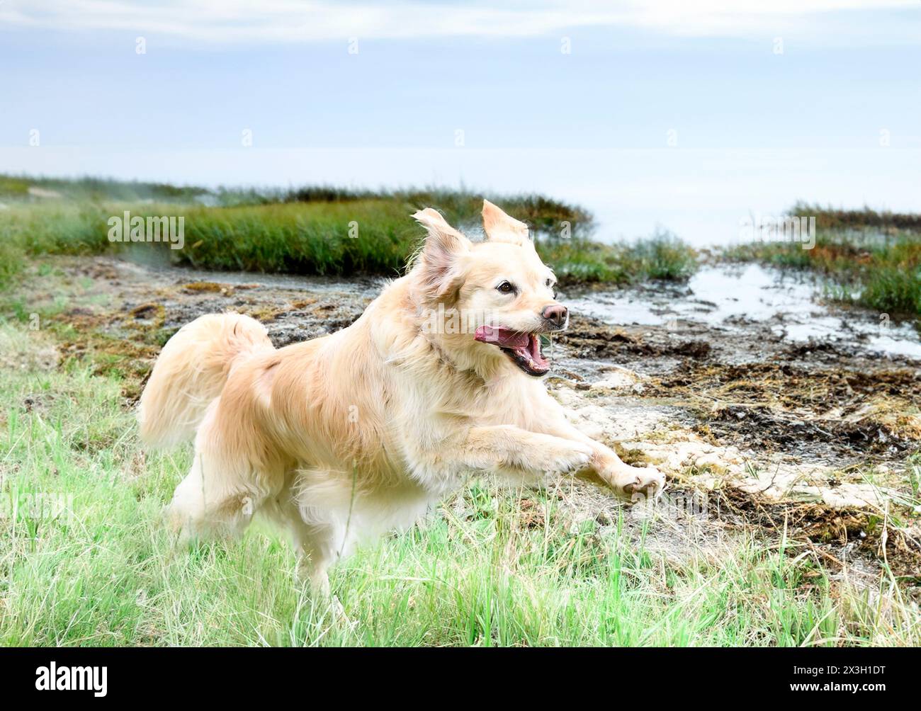 addestramento dei cani per la disciplina dell'obbedienza con un golden retriever Foto Stock