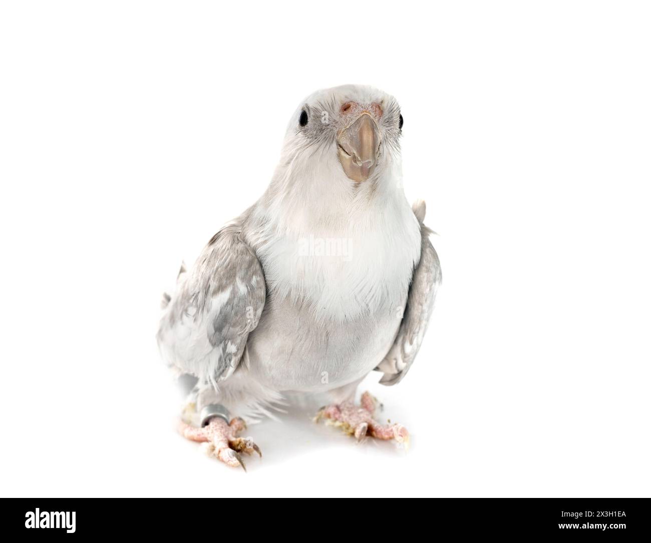 Femmina cockatiel grigio davanti a uno sfondo bianco Foto Stock