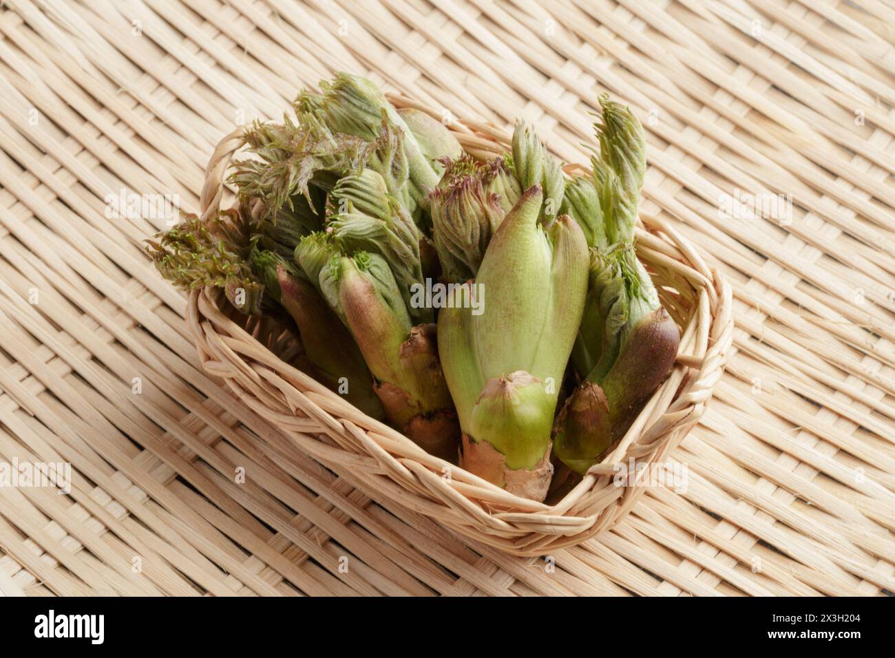 Cesto di germogli commestibili forati freschi dell'albero giapponese angelica, Aralia elata Foto Stock