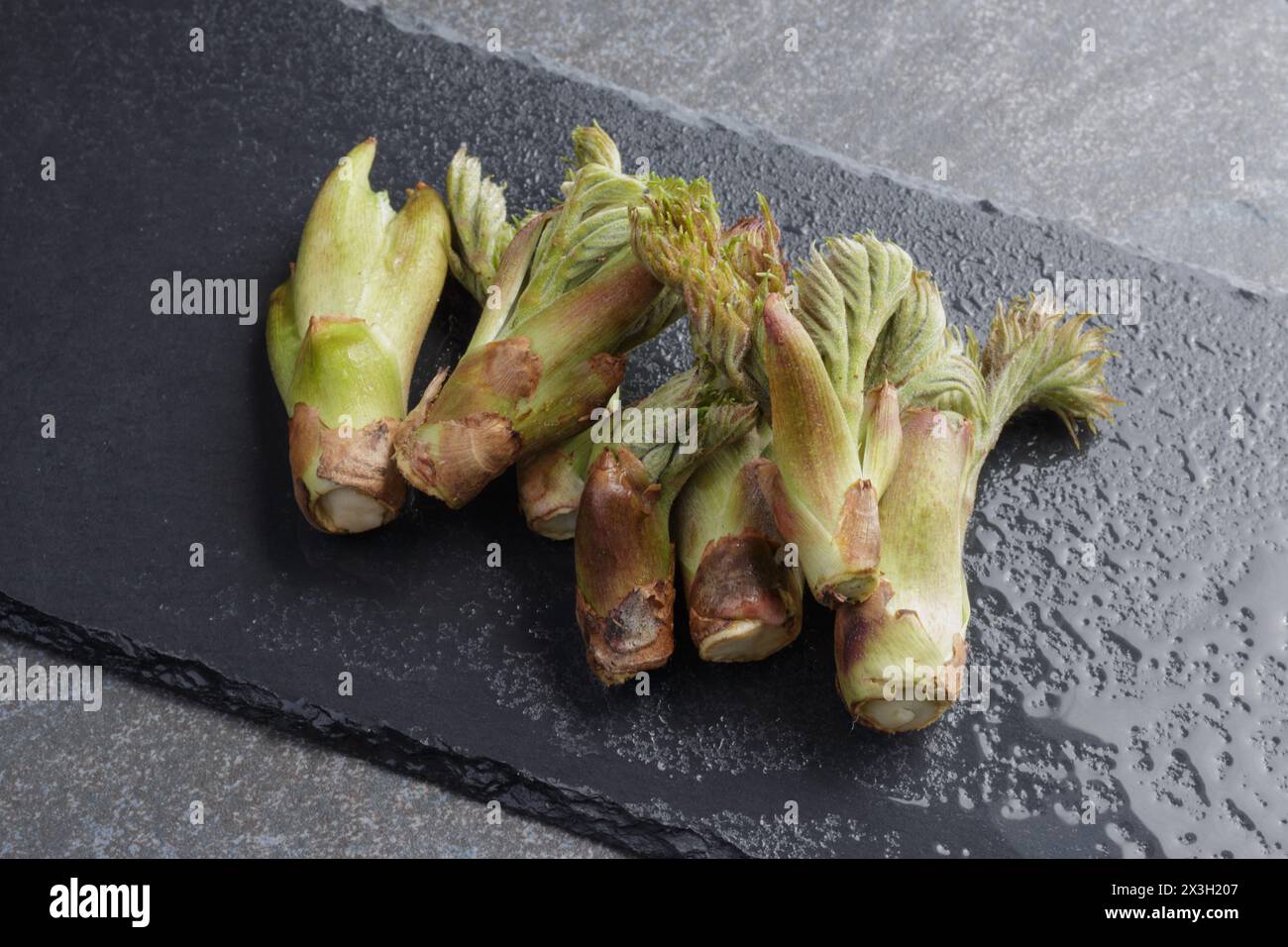 Fila di freschi germogli commestibili di angelica-Tree giapponese su ardesia umida scura Foto Stock