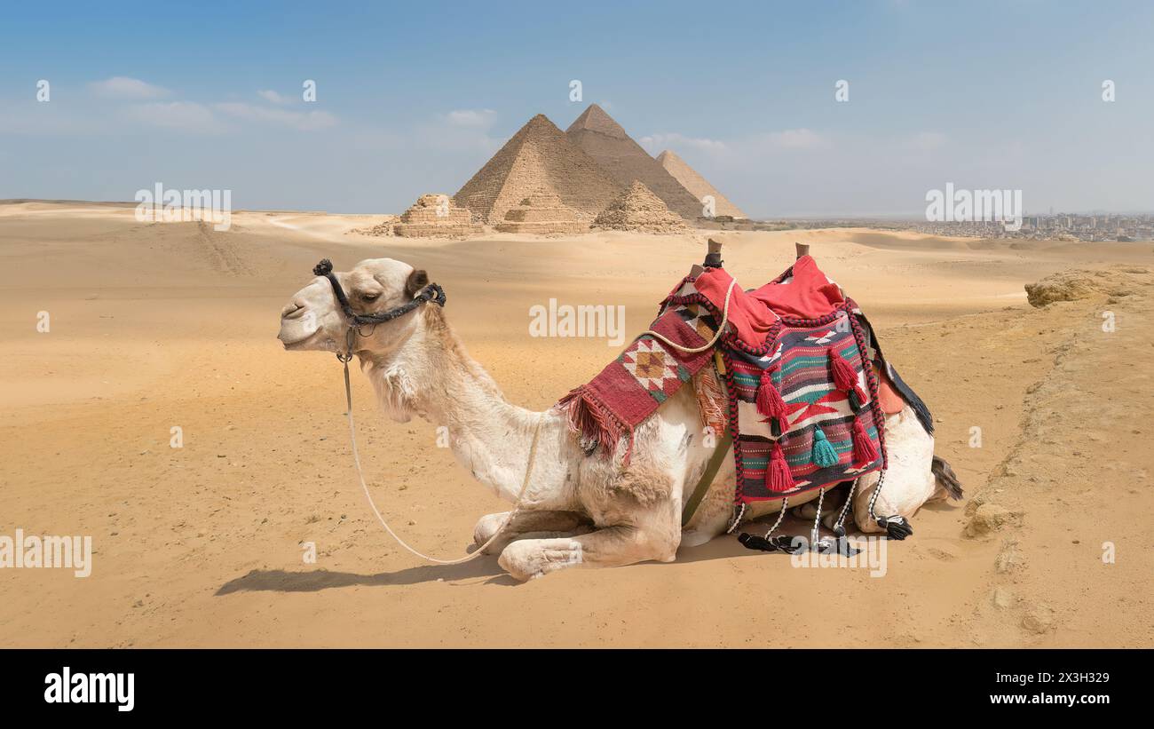 Un cammello con vista sulle piramidi di Giza, Egitto Foto Stock