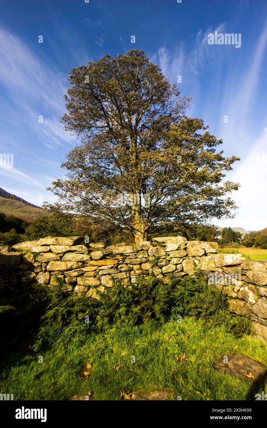 Un grande albero presso la piccola rovina della tomba di Gellerts fuori Beddgelert nel Parco Nazionale di Eryri in Galles, sullo sfondo di nuvole di cirrus irradiate Foto Stock