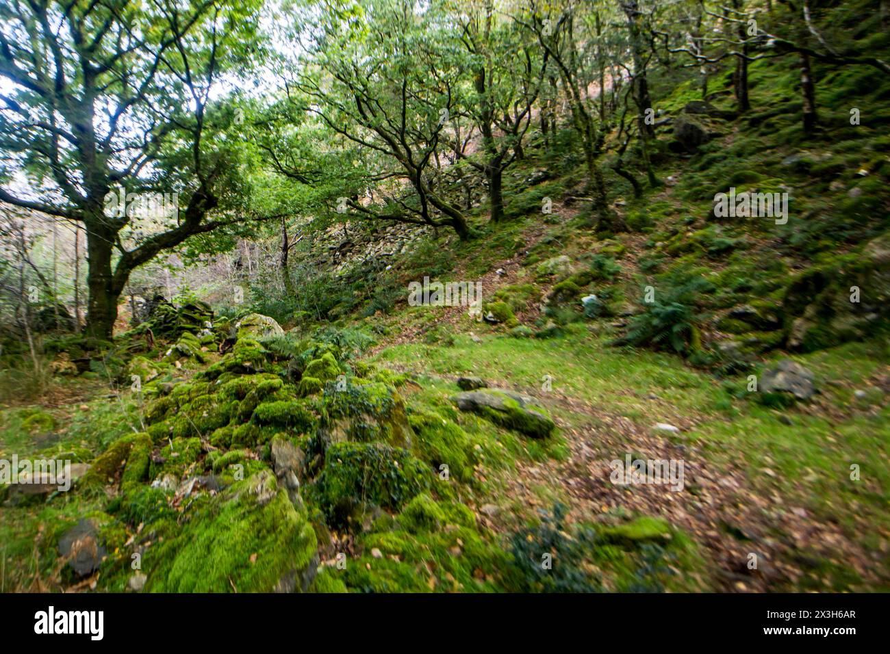 Foresta di latifoglie che cresce sul pendio di una montagna nel Parco Nazionale di Eryri, Galles Foto Stock