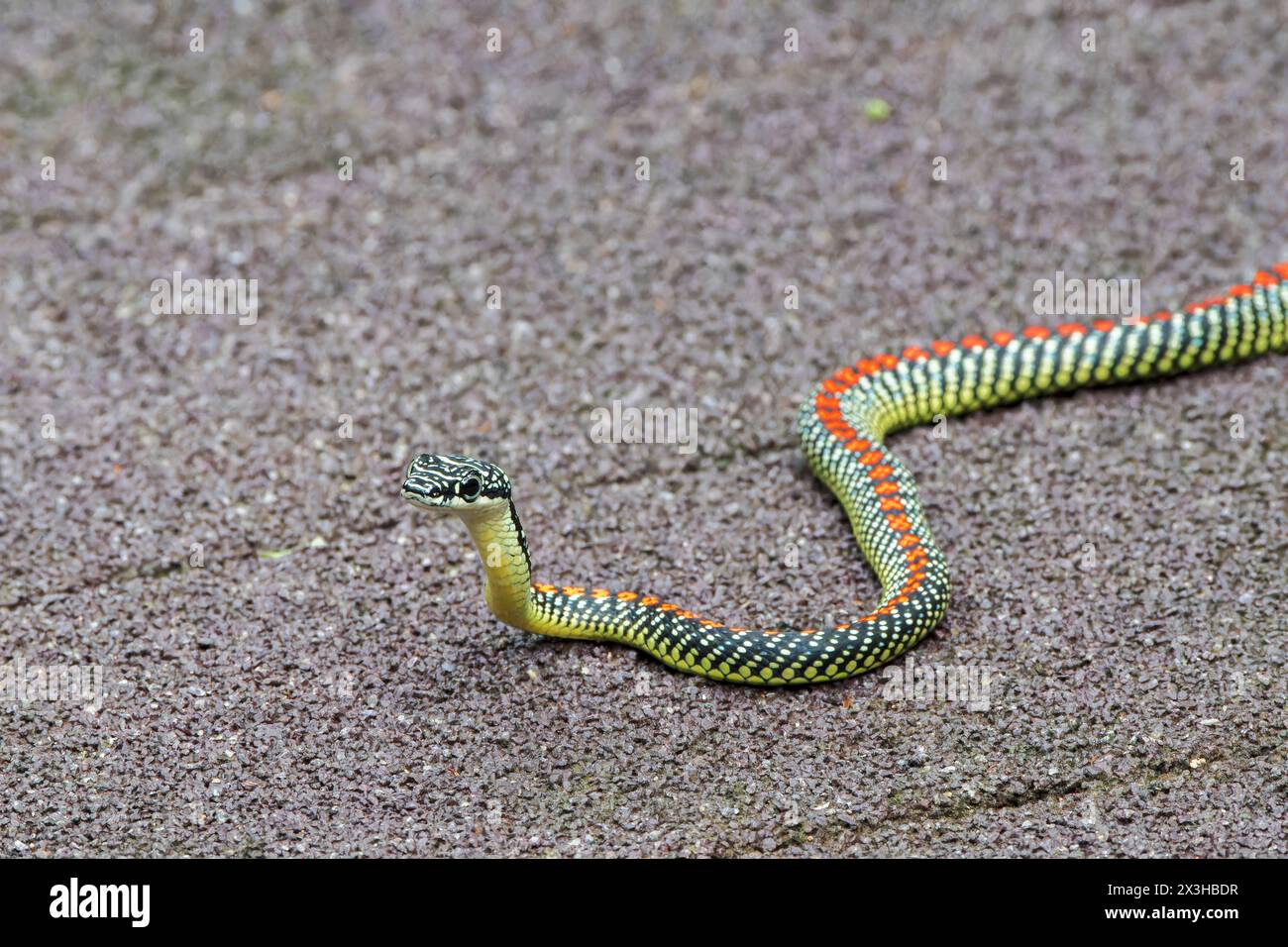 Serpente volante paradiso o serpente albero paradiso, Chrysopelea paradisi, adulto singolo sul lungomare, Sungei Buloh, Singpore Foto Stock