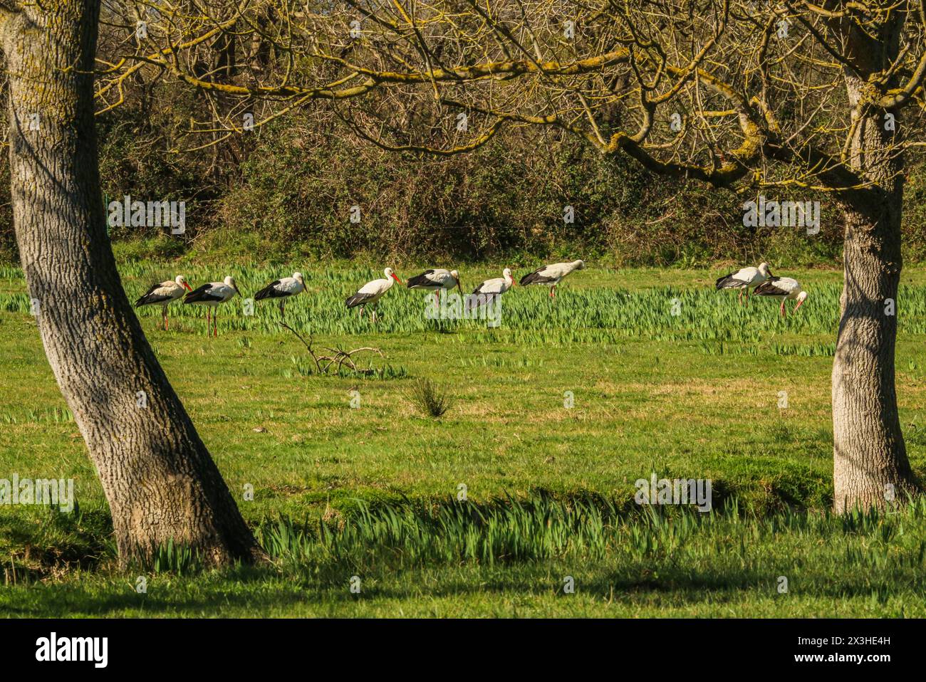 Cicogne bianche nel prato umido, riserva naturale Aiguamolls de l'Emporda, Catalogna, Spagna Foto Stock