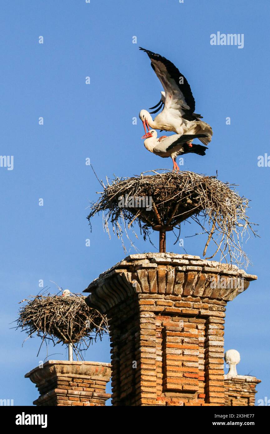 Cicogne bianche che si accoppiano sul loro nido poste sul camino, Spagna Foto Stock