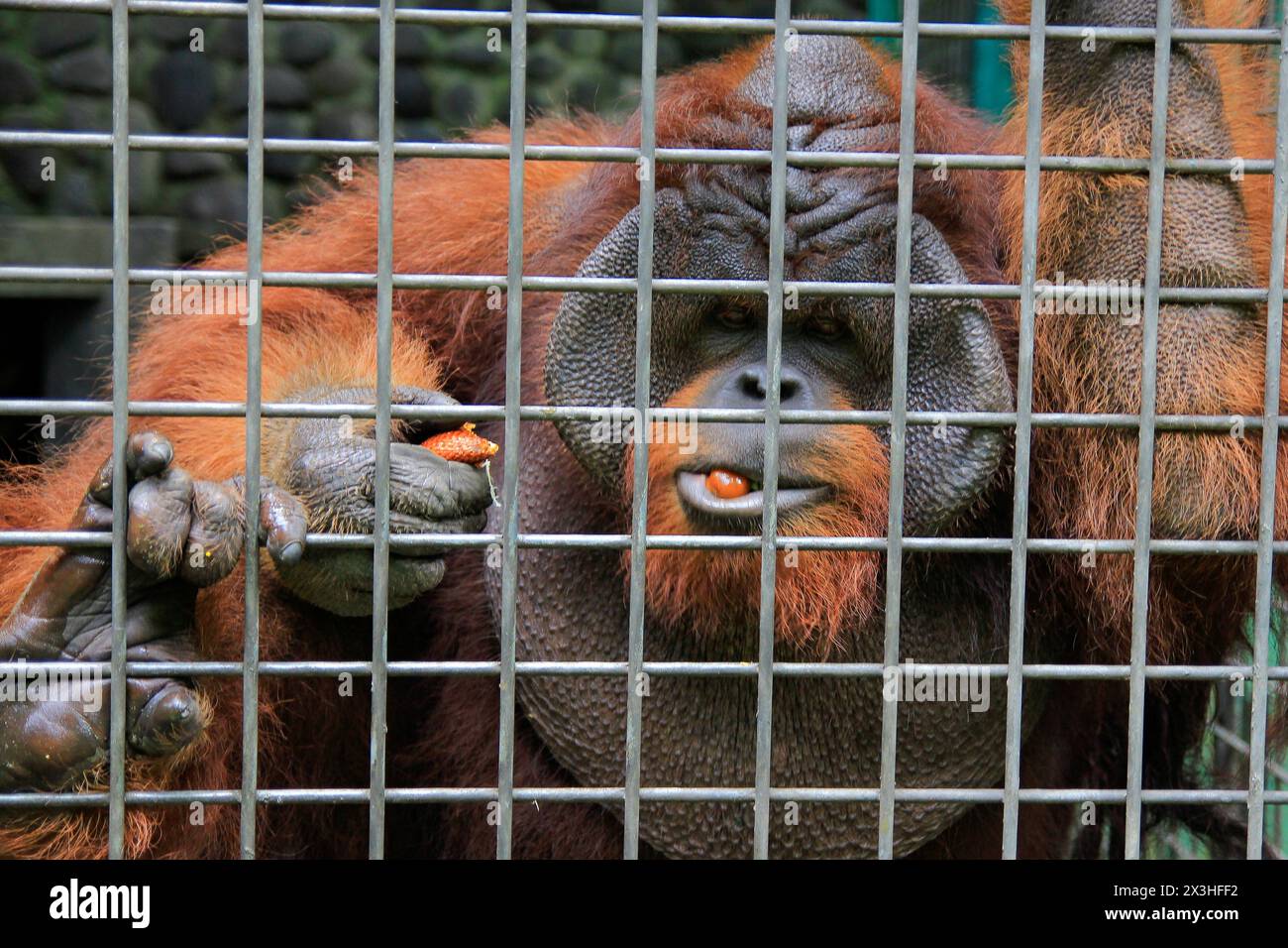 L'orangotango borneano è un residente permanente del Jogja Wildlife Rescue Center perché il suo comportamento è insolito e non può essere rilasciato in natura. Foto Stock