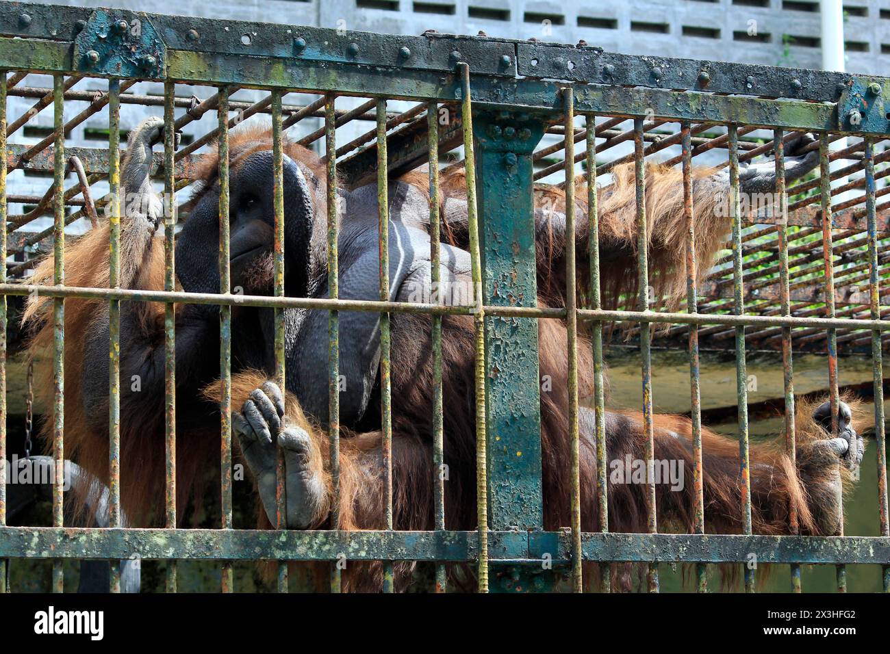 Il vecchio orangutan (pongo pygmaeus) è in cattive condizioni dietro la gabbia di ferro dello zoo di Gembira Loka. Foto Stock