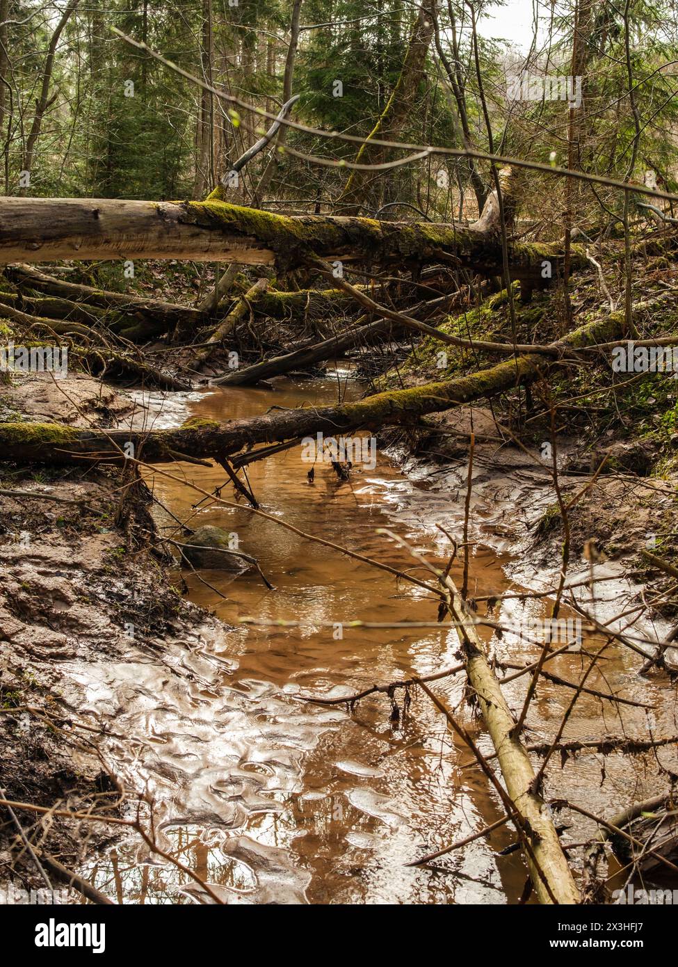 Dove il fiume scorre vicino alle scogliere di Licu-Langu, gli alberi caduti formano un ponte naturale che offre un passaggio nella natura selvaggia della Lettonia Foto Stock