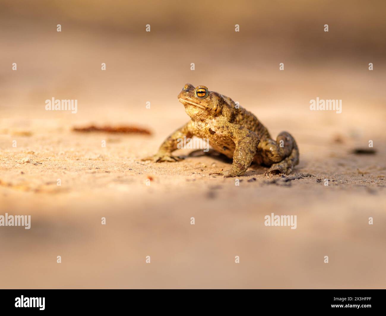 Arroccato sulle scogliere di Licu-Langu, il dolce croak di una rana riempie l'aria, una tranquilla melodia tra l'aspra bellezza della Lettonia Foto Stock