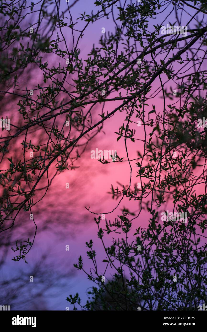 Mentre il sole saluta, il cremisi crepuscolo della Lettonia si dispiega, proiettando un radioso bagliore di rosso e rosa attraverso il cielo, una sinfonia di colori. Foto Stock