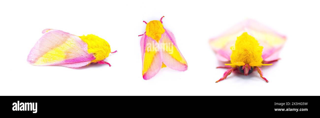 La falena di seta d'acero rosato - Dryocampa rubicunda - è una piccola falena nordamericana della famiglia Saturniidae, conosciuta anche come le grandi falene di seta isolate su Foto Stock