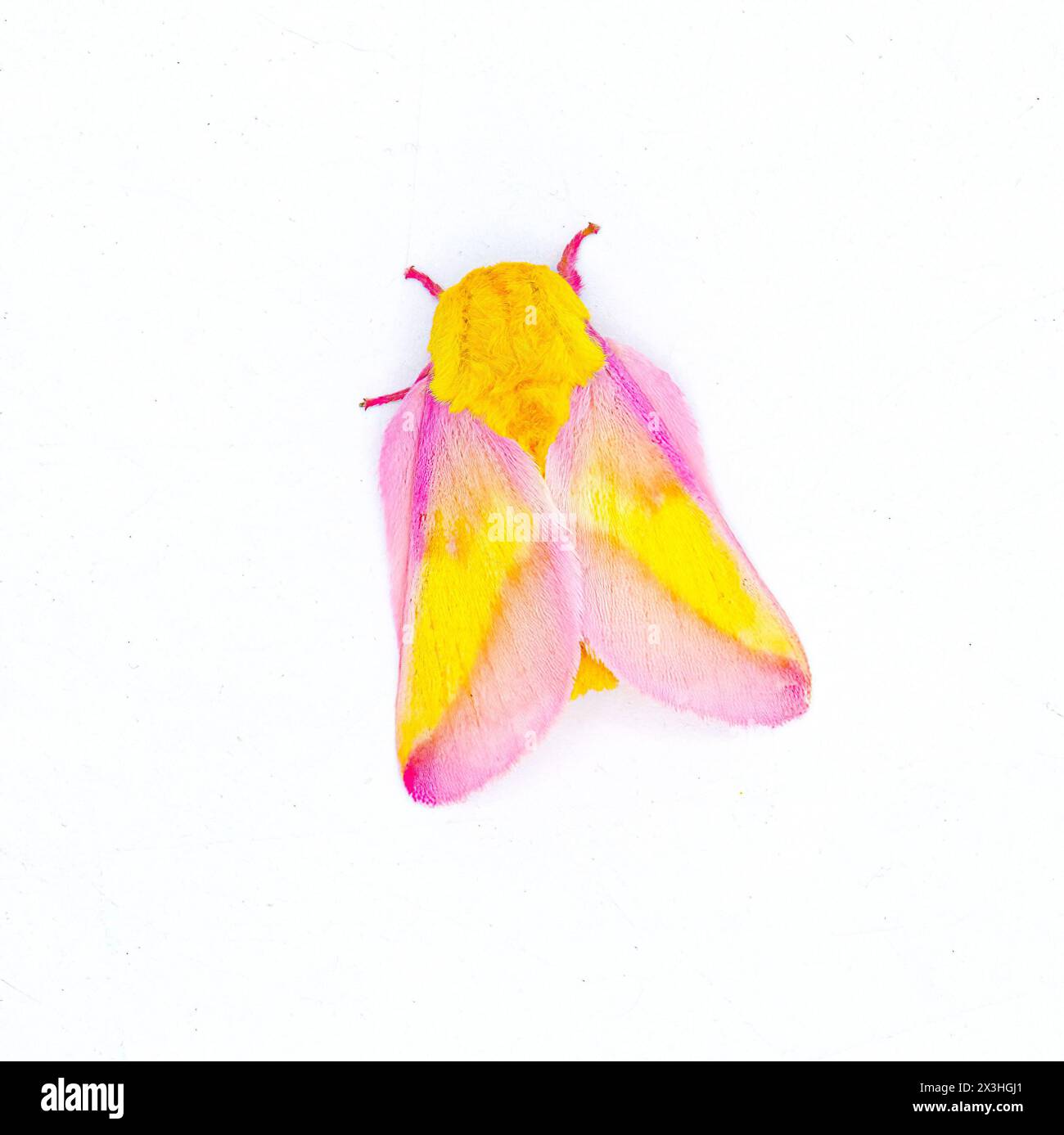 La falena di seta d'acero rosato - Dryocampa rubicunda - è una piccola falena nordamericana della famiglia Saturniidae, conosciuta anche come le grandi falene di seta isolate su Foto Stock