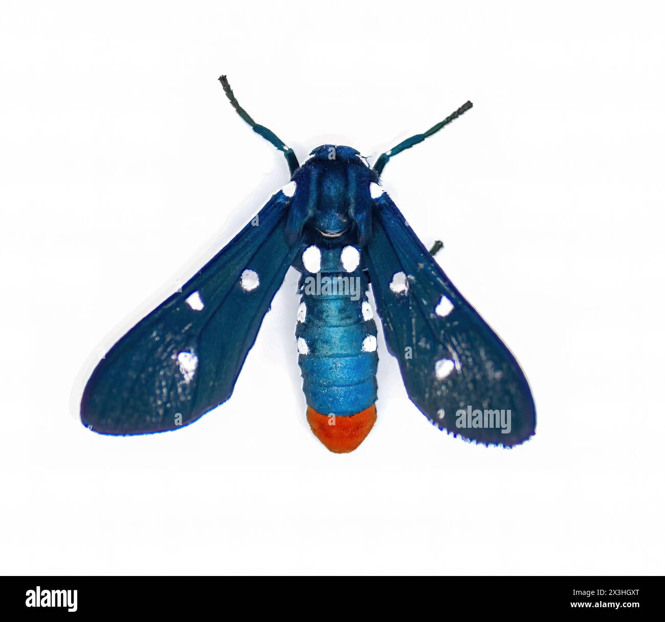 Il colorato Oleander Moth, noto anche come Polka dot Wasp Moth o zio Sam Moth - Syntomeida epilais per adulti, è isolato su sfondo bianco TOP Do Foto Stock