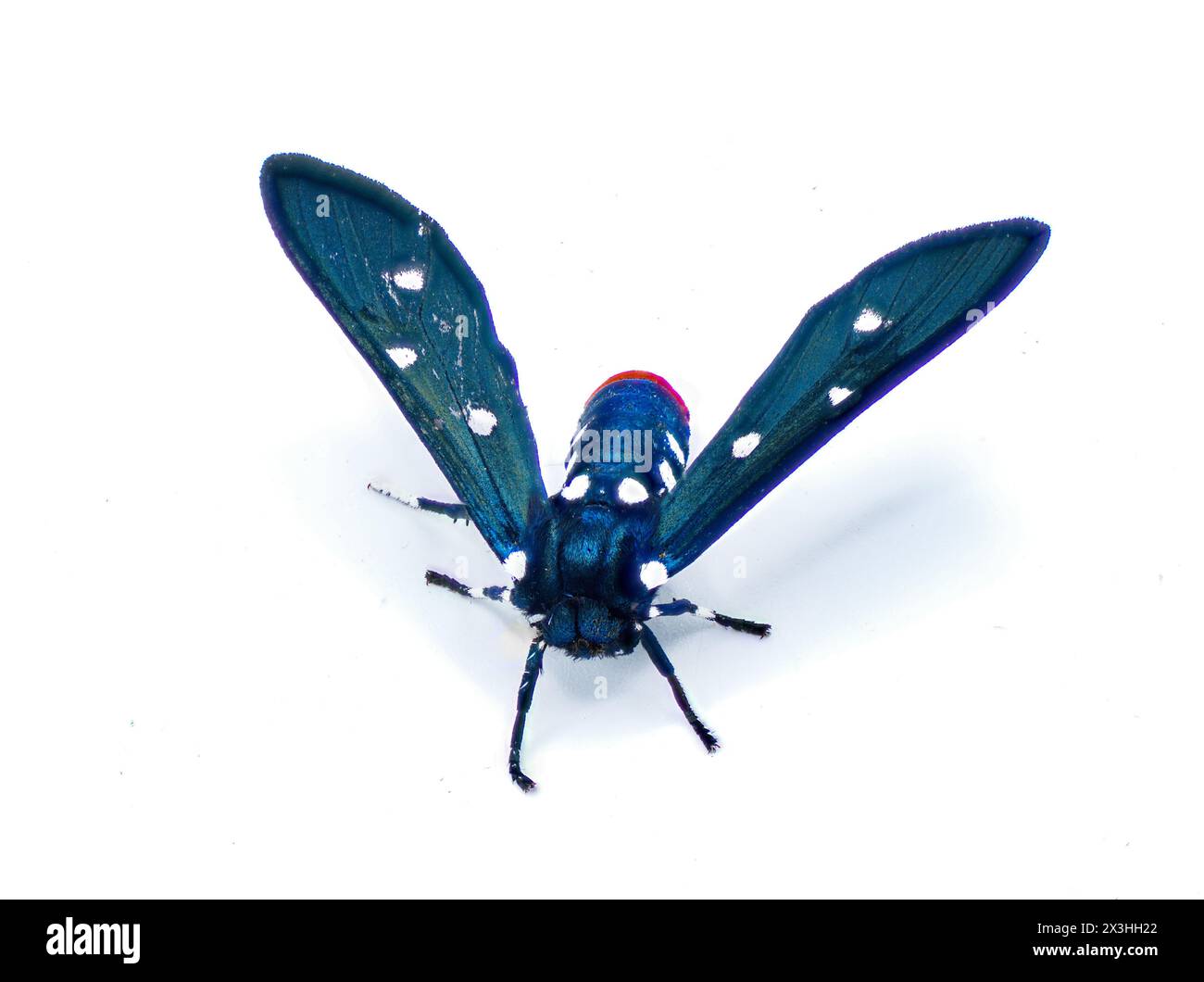 Il colorato Oleander Moth, noto anche come Polka dot Wasp Moth o zio Sam Moth - Syntomeida epilais per adulti, è isolato su sfondo bianco Foto Stock