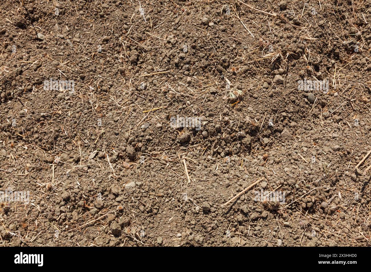 Fondo di terreno secco. Terreno incolto Foto Stock